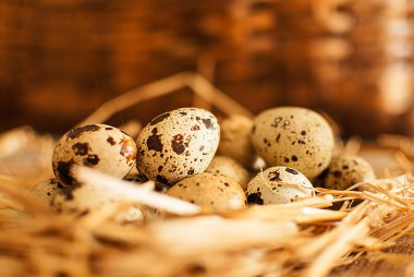 bıldırcın yumurtası