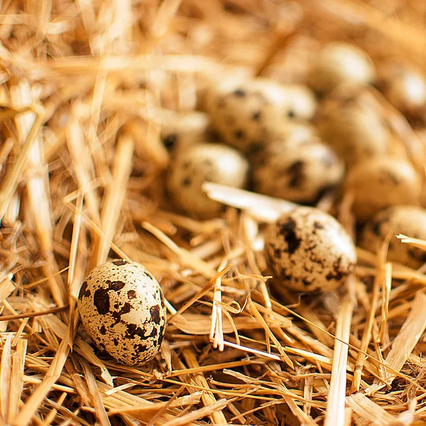 Huevos de codorniz — Foto de Stock