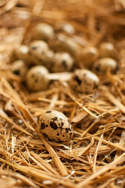 Huevos de codorniz — Foto de Stock