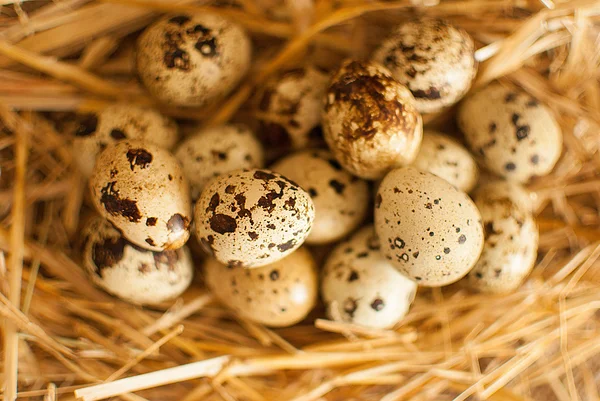 Huevos de codorniz — Foto de Stock