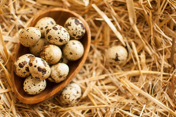 新鮮なウズラの卵 — ストック写真