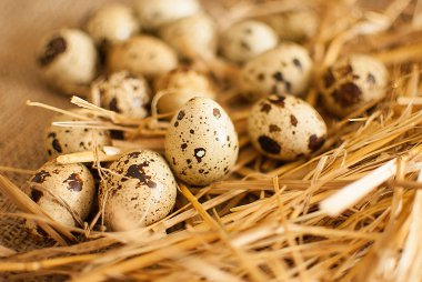 taze bıldırcın yumurtası