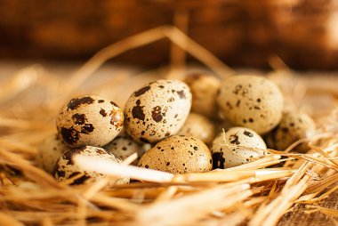 taze bıldırcın yumurtası