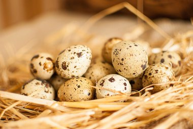 taze bıldırcın yumurtası