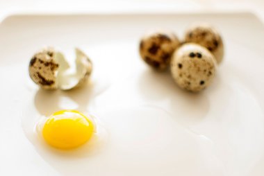 taze bıldırcın yumurtası