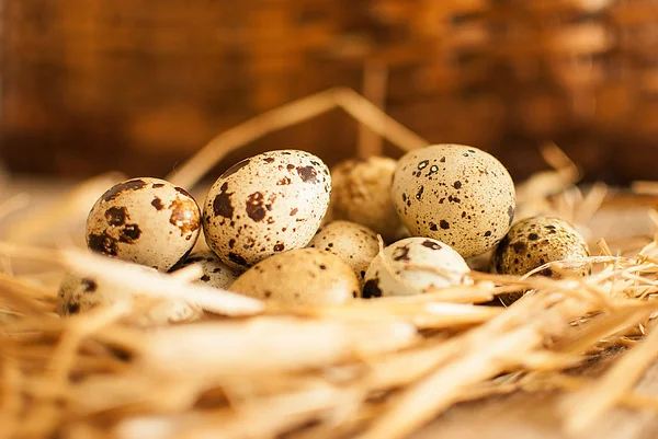 Huevos frescos de codorniz — Foto de Stock