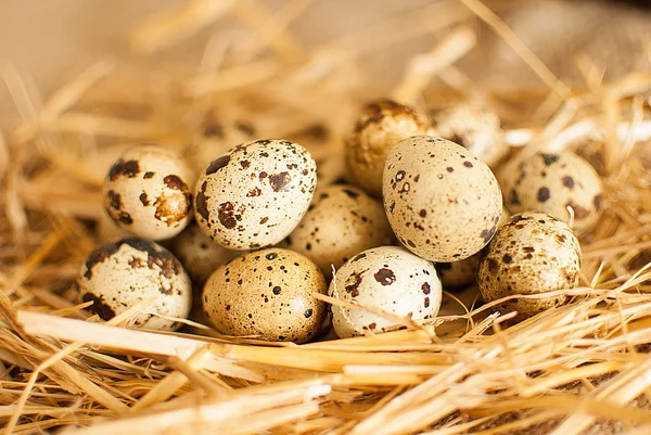 Huevos frescos de codorniz — Foto de Stock