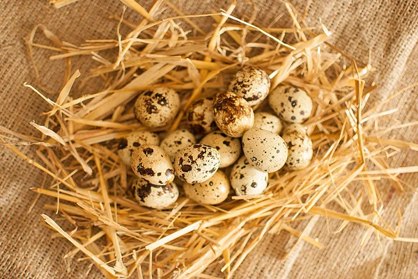Čerstvé křepelčí vejce — Stock fotografie