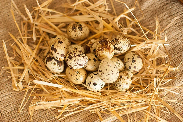 Uova di quaglia fresche — Foto Stock