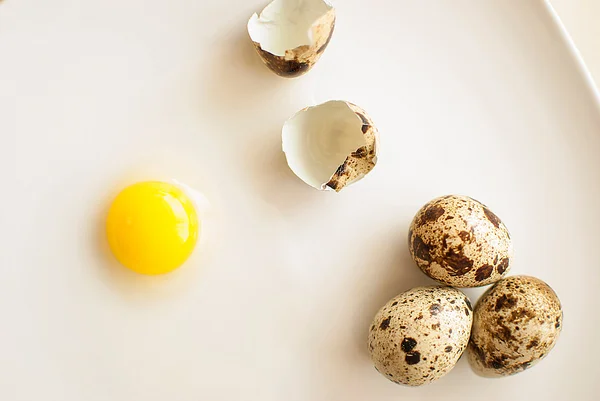 Taze bıldırcın yumurtası — Stok fotoğraf