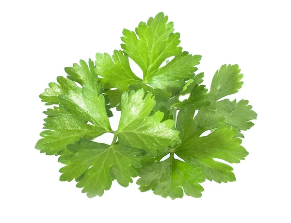 Persilja gröna blad på vit bakgrund. — Stockfoto
