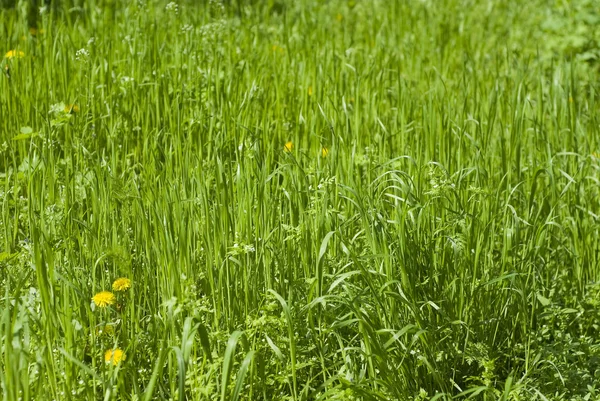 Summer grass with dandelions — Stock Photo, Image