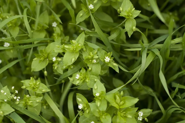 Grüne Blätter Hintergrund — Stockfoto