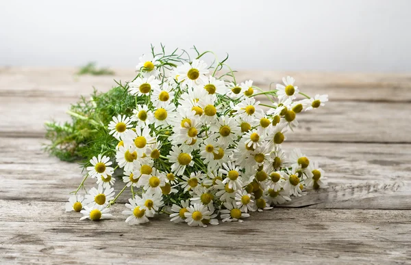 Fresh chamomile flower on natural wooden board — Stock Photo, Image