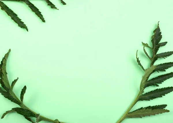 Green poppy leafves over green background paper, close up studio shot. — Stock Photo, Image