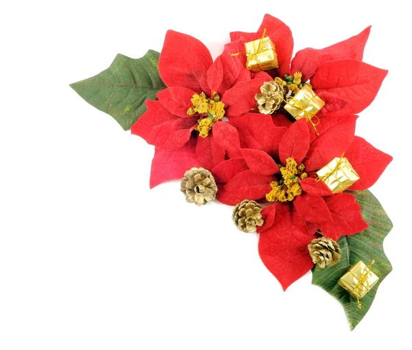 Fiore di Poinsettias — Foto Stock