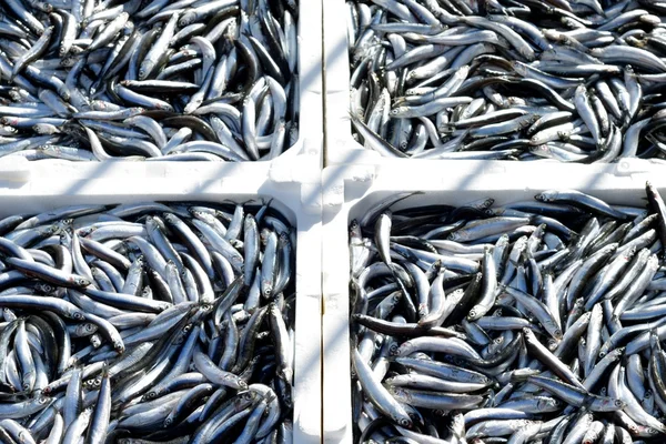 Peixe-marinho fresco — Fotografia de Stock