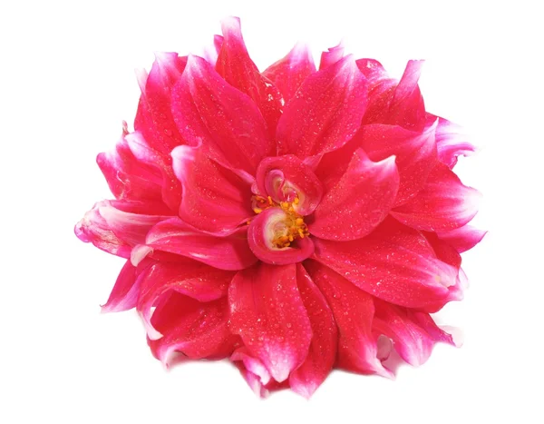 Dahlia — Stock Photo, Image