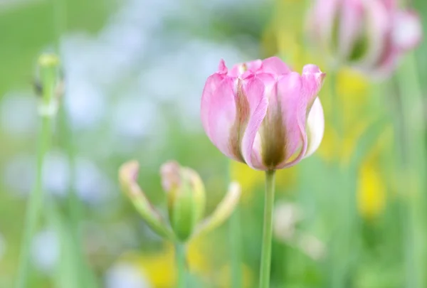 Campo de tulipán de primavera —  Fotos de Stock