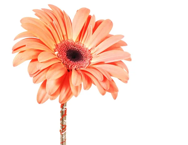 Rózsaszín gerbera — Stock Fotó