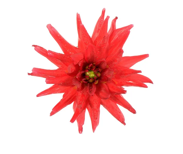 Dahlia fiore rosso — Foto Stock