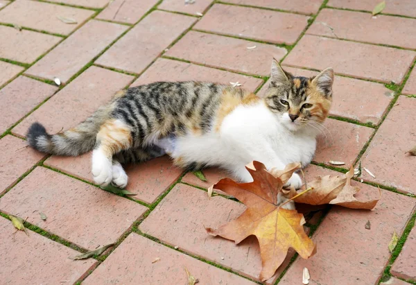 Evsiz şirin yavru kedi — Stok fotoğraf