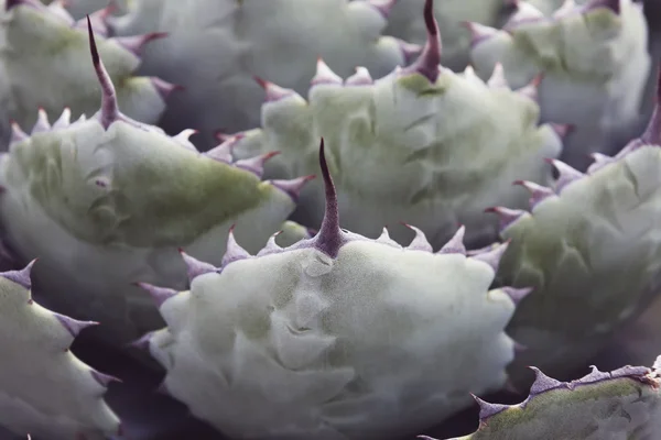 Abstrakta kaktusar bakgrund Stockbild