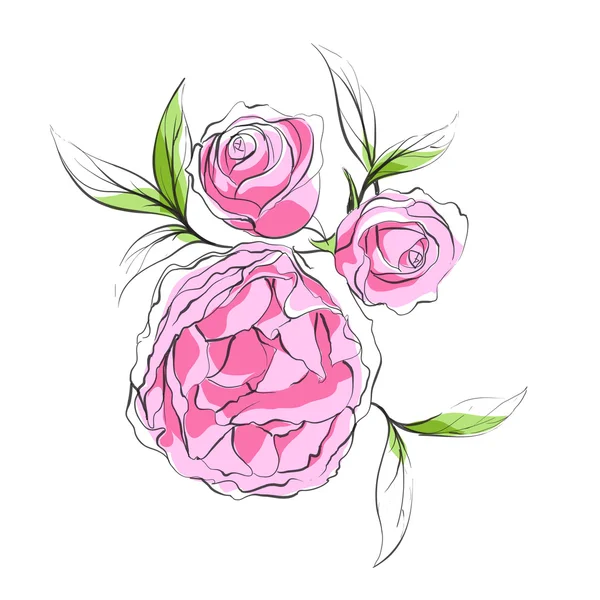 Leuchtend rosa Pfingstrosen — Stockvektor