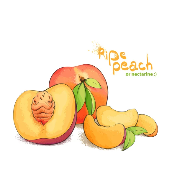 Ripe peach fruit — 图库矢量图片