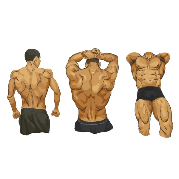 Cuerpo del hombre muscular — Vector de stock