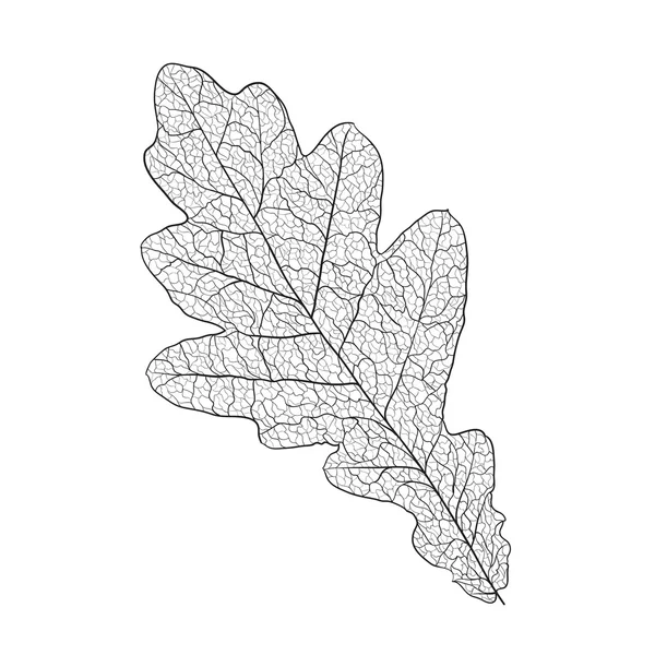 Скелет дубового листя — стоковий вектор
