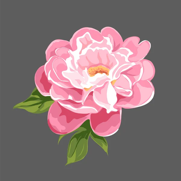 Pivoines — Image vectorielle