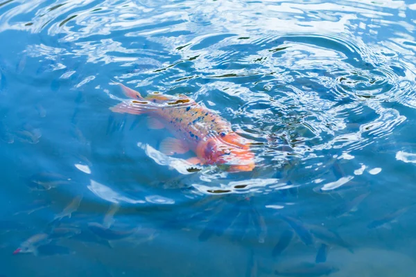 Peixe Koi — Fotografia de Stock