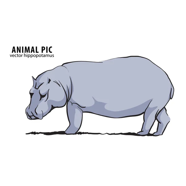 Illustration of hippo — Stock Vector