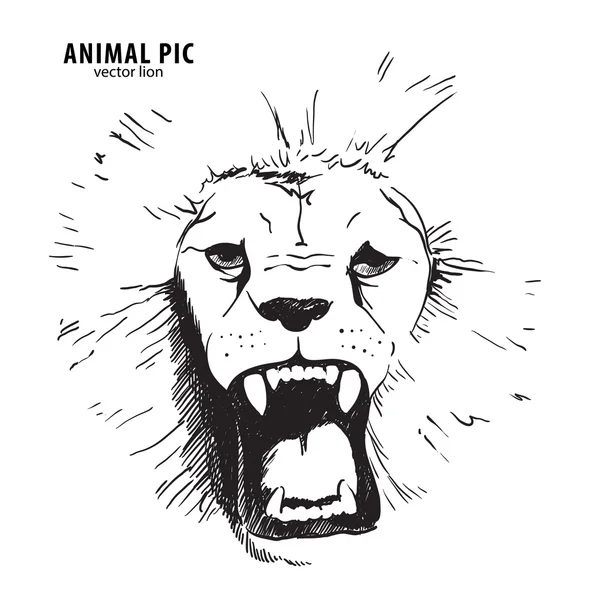 Sketch lion head — Stock Vector