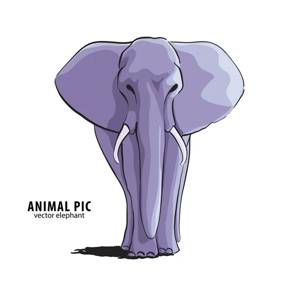 Obrázek slona — Stockový vektor