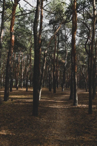 Het Altijdgroene Dennenbos Reizen Ecotoerisme Ecologie Concept Natuurlijke Achtergrond Met — Stockfoto