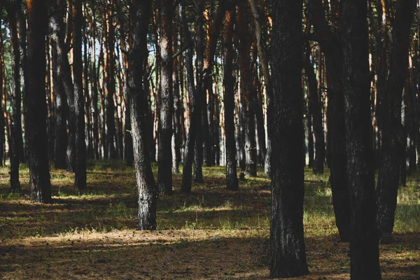 Věčně Zelený Borový Les Cestování Ekoturistika Ekologie Přírodní Zázemí Jehličnany — Stock fotografie