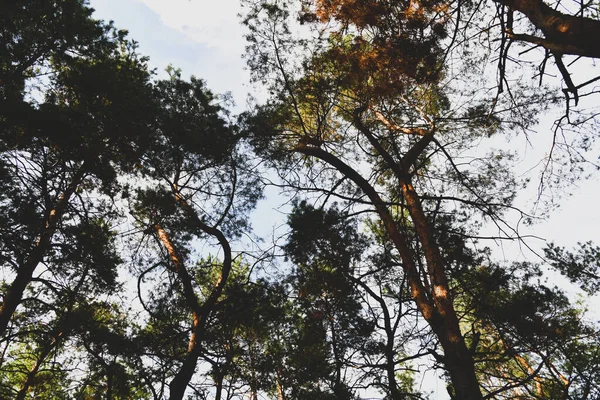 Skyscape Floresta Pinheiros Sempre Verde Viagens Ecoturismo Fundo Natural Outono — Fotografia de Stock