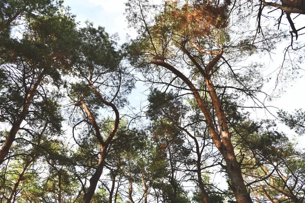 Langit Hutan Pinus Evergreen Perjalanan Ekowisata Latar Belakang Musim Gugur — Stok Foto