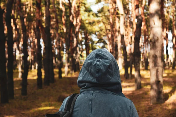 Turista Con Una Mochila Una Capucha Bosque Pinos Hoja Perenne Fotos de stock libres de derechos