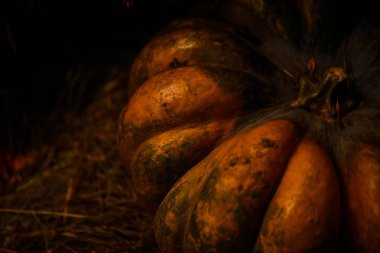 Sonbahar hasadı: samandaki balkabağı. Cadılar Bayramı, Şükran Günü, sonbahar gündönümü, sonbahar karnavalları için gereken malzemeler. Vejetaryen konsepti, kırsal arka plan