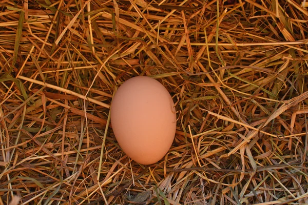 Huevo en una paja, Tema de Pascua —  Fotos de Stock