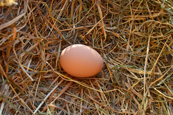 Egg on a straw, Easter theme — Stock Photo, Image