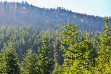 Herdem yeşil orman Karpat Dağları, Ukrayna. Seyahat, Ekoturizm
