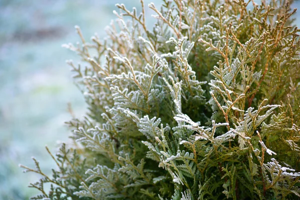 Green bush covered with morning frost, frozen plant, winter scene — Stock Photo, Image