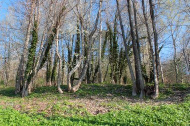 çiçekli ağaçlar ile arazi 