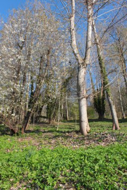 çiçekli ağaçlar ile arazi 