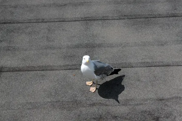 Möwe — Stockfoto