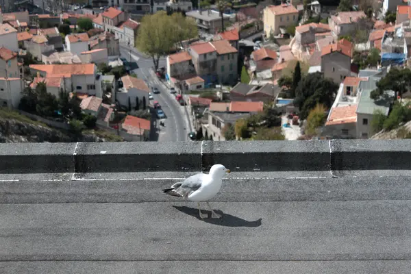 Gaivota — Fotografia de Stock